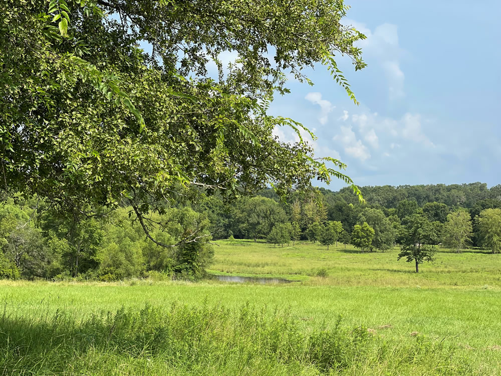 14 Acres For Sale Old Hickory Grove Rd., Franklin, TX. 77856, Robertson